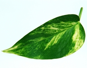ModernPlant Leaves
