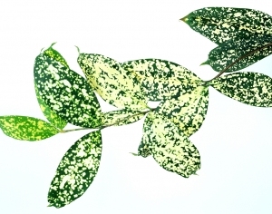 ModernPlant Leaves