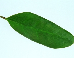 ModernPlant Leaves