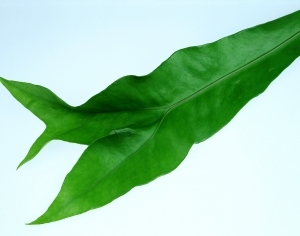 ModernPlant Leaves