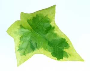 ModernPlant Leaves