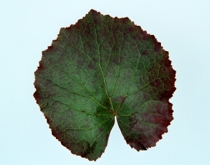 ModernPlant Leaves