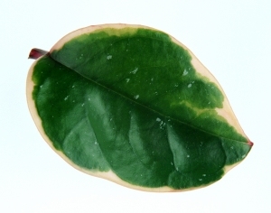 ModernPlant Leaves