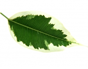 ModernPlant Leaves