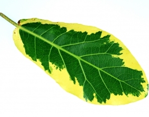 ModernPlant Leaves