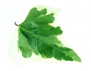 ModernPlant Leaves