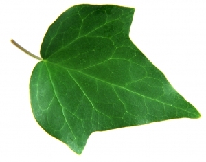 ModernPlant Leaves