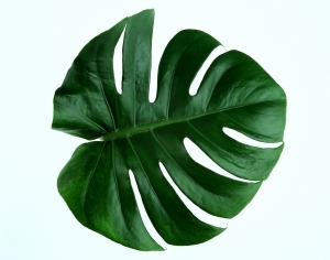 ModernPlant Leaves