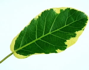 ModernPlant Leaves