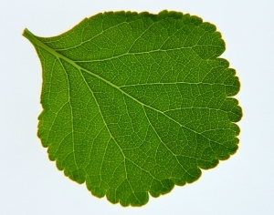 ModernPlant Leaves
