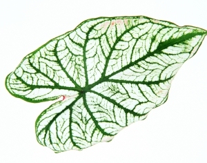 ModernPlant Leaves