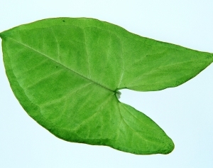 ModernPlant Leaves