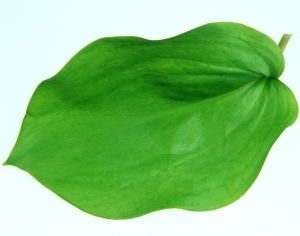 ModernPlant Leaves
