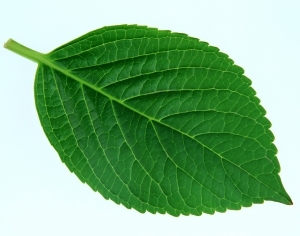 ModernPlant Leaves