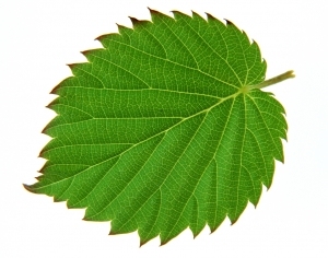 ModernPlant Leaves