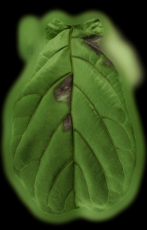 ModernPlant Leaves