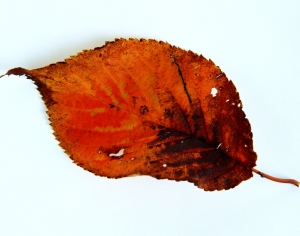 树叶-ID:118731985