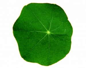 ModernPlant Leaves