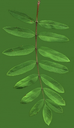 ModernPlant Leaves
