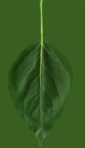 ModernPlant Leaves