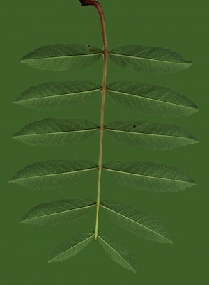 ModernPlant Leaves