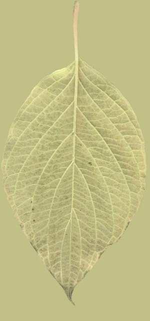 ModernPlant Leaves