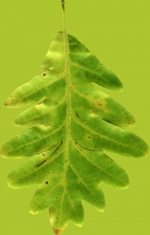 ModernPlant Leaves