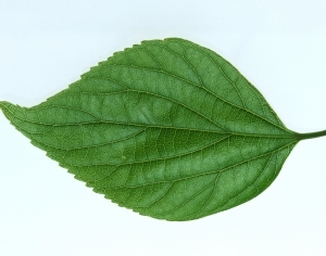 ModernPlant Leaves