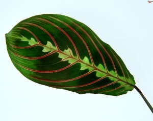ModernPlant Leaves