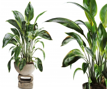 Modern Ground Green Plant Potted Plants-ID:728570944