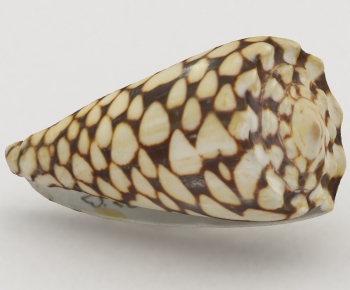 Modern Aquatic Animals-ID:265029914