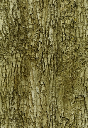 树皮树干表面-ID:197592973