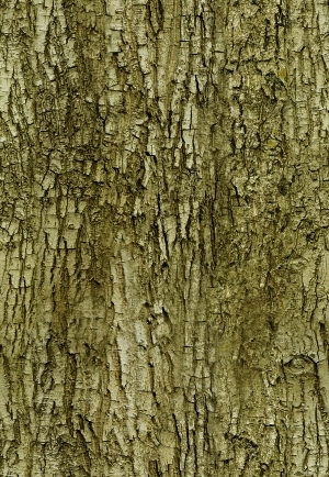 ModernBark Texture