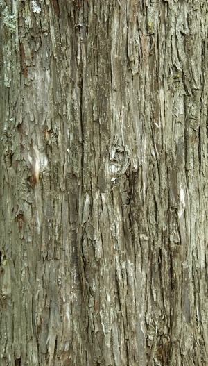 ModernBark Texture