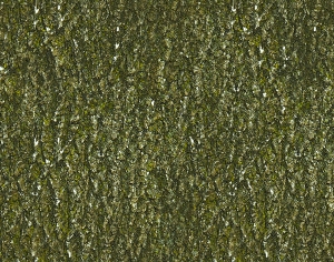 树皮树干表面-ID:981159217