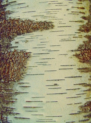 ModernBark Texture