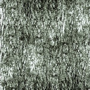 树皮树干表面-ID:200295934