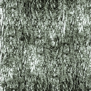 ModernBark Texture