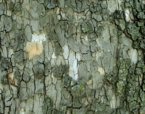 ModernBark Texture