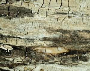 ModernBark Texture