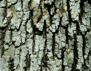 ModernBark Texture