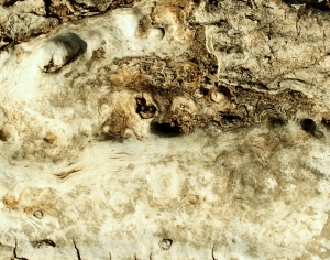ModernBark Texture