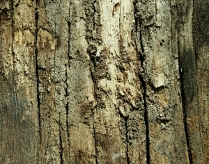 ModernBark Texture