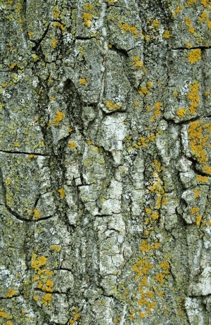 ModernBark Texture
