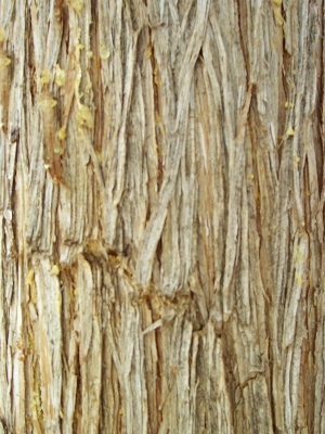 ModernBark Texture