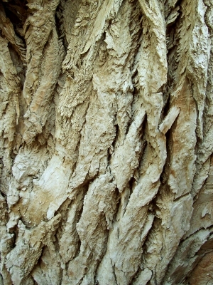 ModernBark Texture