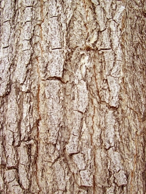 ModernBark Texture