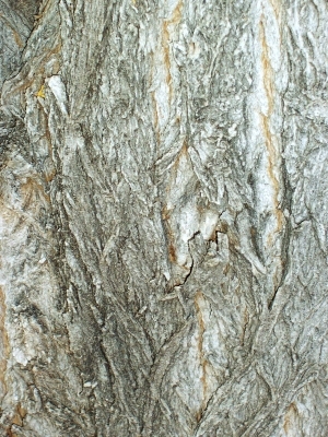 ModernBark Texture