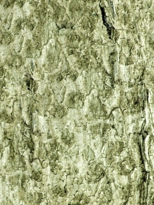 ModernBark Texture