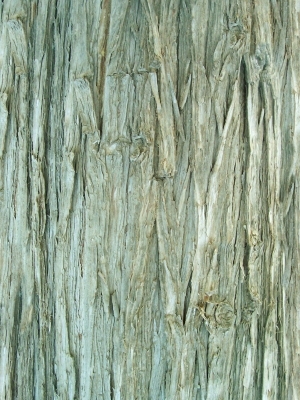 ModernBark Texture